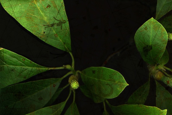 Eva-Maria Lopez, Phyto-Travellers (Magnolia, Detail 2), 2025 © Eva-Maria Lopez