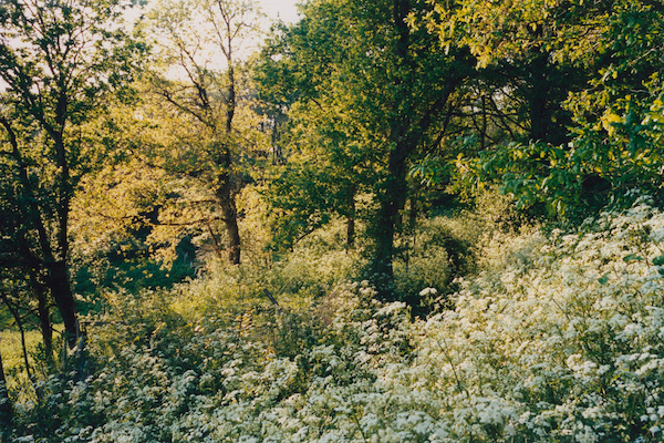 Printemps, 2014©Martin Bachelier