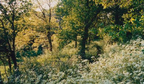 Printemps, 2014©Martin Bachelier